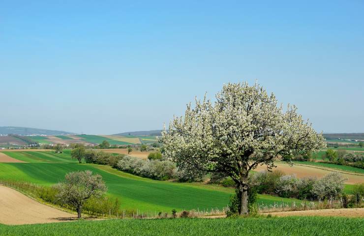 Alberi di ciliegio