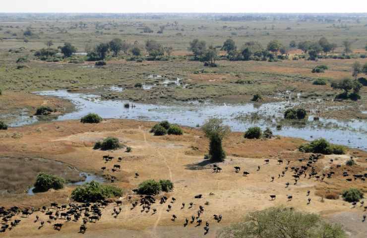 Delta dell'Okavango