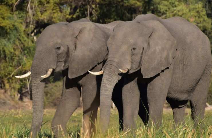 Elefanti del delta dell'Okavango