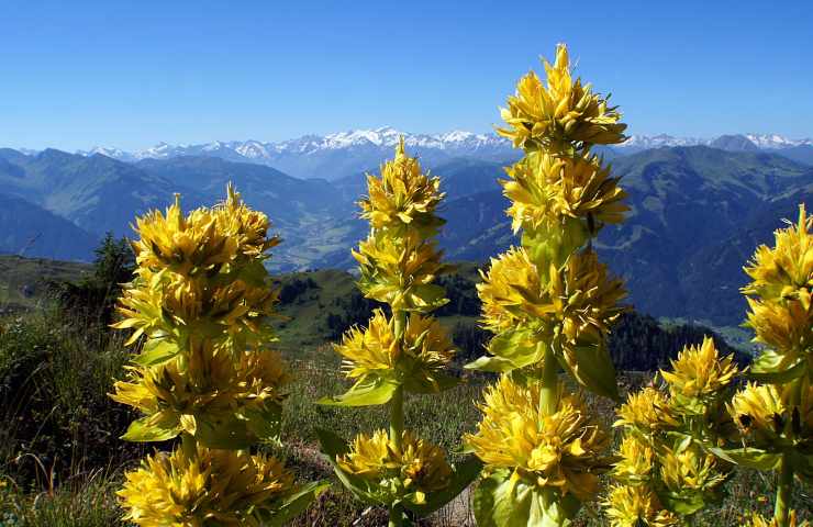 Genziana Maggiore