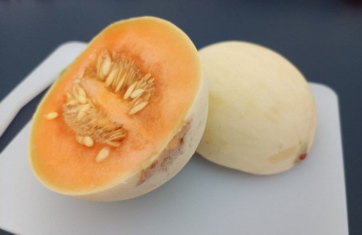 Melone liscio a lunga conservazione 