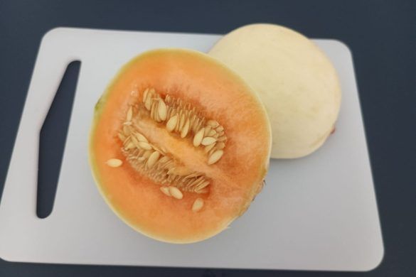 Melone liscio a lunga conservazione