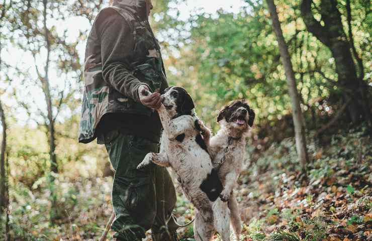 Raccolta del tartufo coi cani