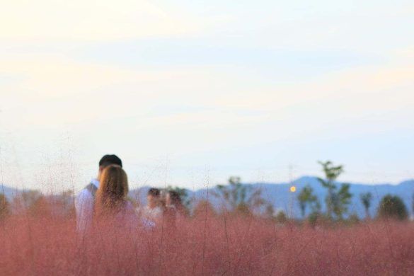 Rosa muhly in Corea