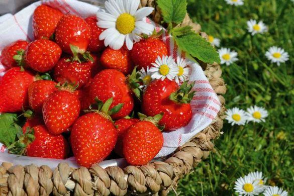 Sagra delle fragole e dei fiori