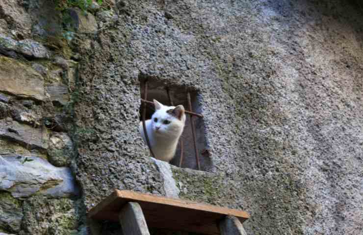 Gatto nel borgo delle streghe