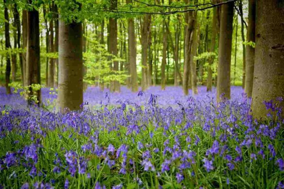 Kinclaven Bluebell Wood