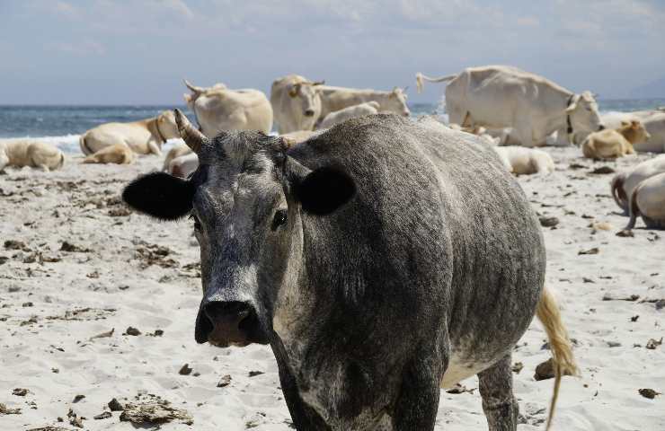 Mucche al pascolo sulla spiaggia