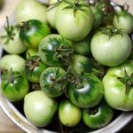 Pomodori verdi conserva