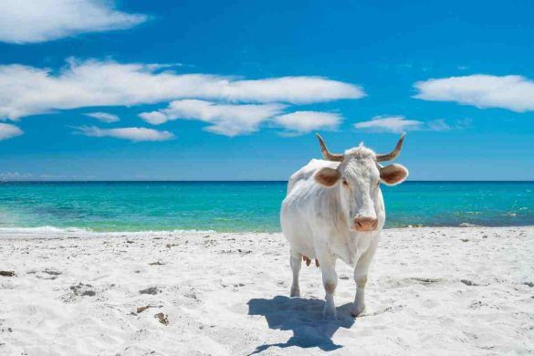 Spiaggia di Berchida