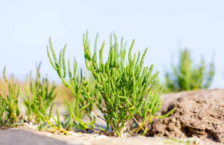 Cespugli di salicornia