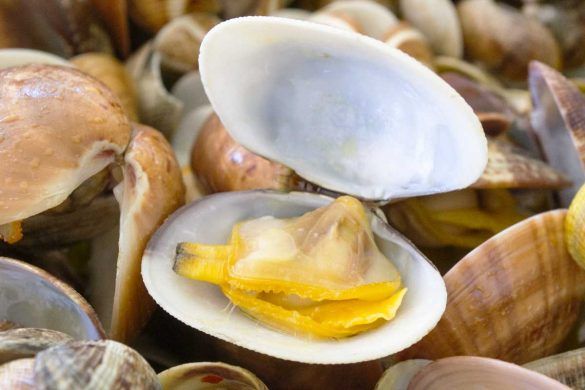 Come spurgare le vongole