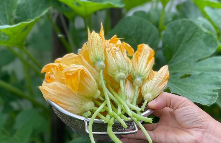 Fiori di zucchina