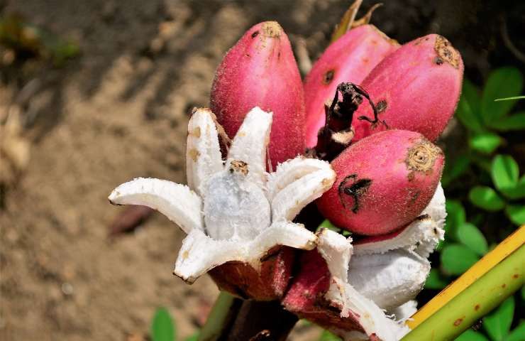 Interno della Musa velutina