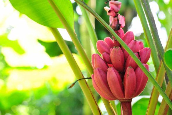 Pink Banana banana rosa Musa velutina