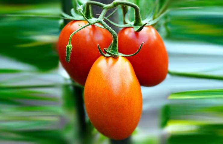 Pomodoro San Marzano