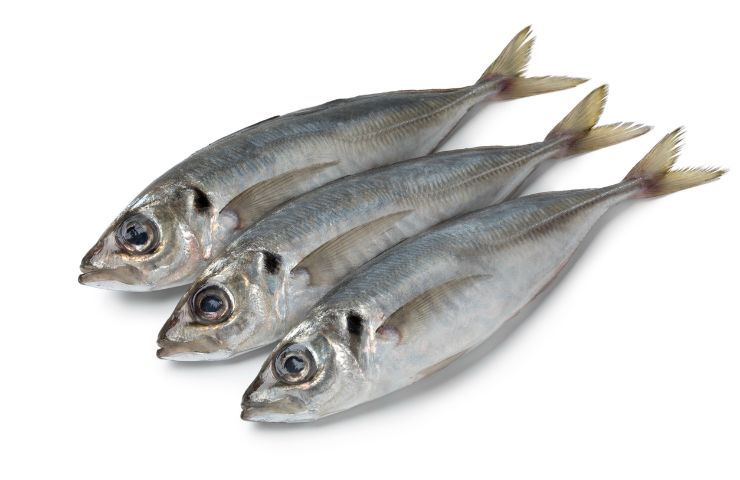 Sugarello, il pesce dimenticato