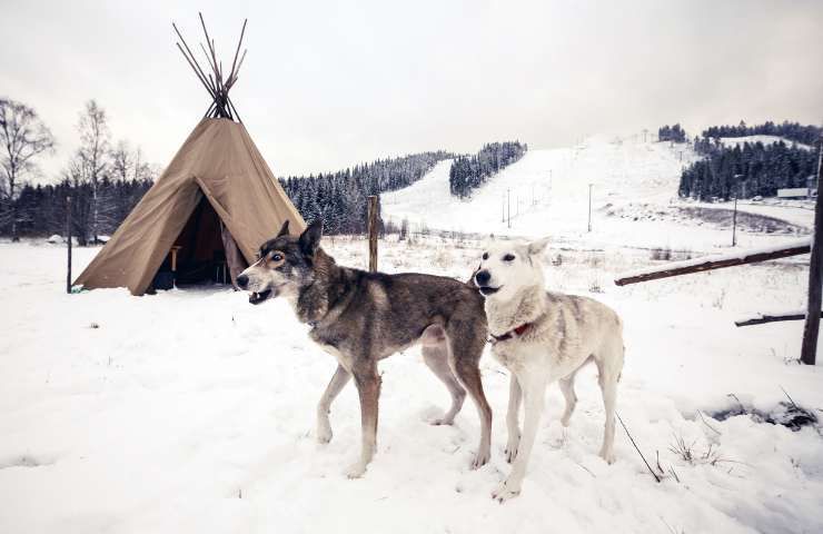 Cani husky in Finlandia centrale