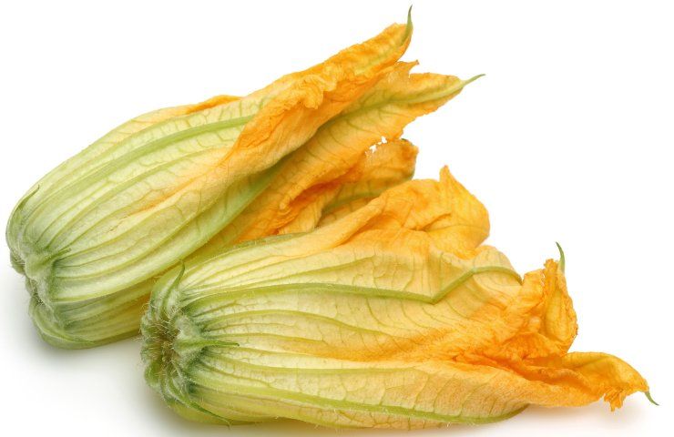 Fiori di zucca