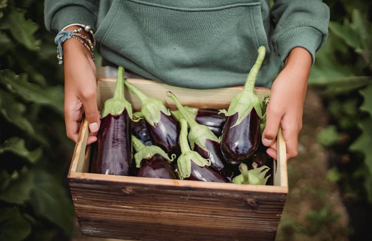 Melanzane