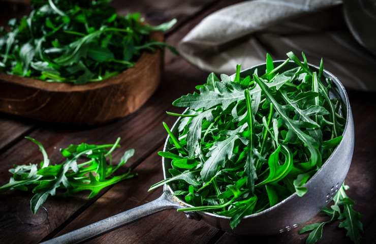 Rucola