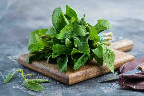 Salvia in cucina