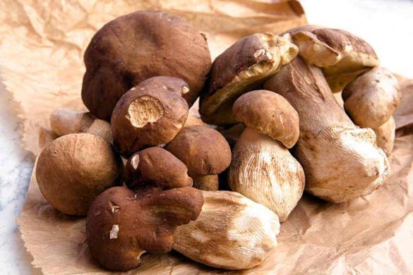 sagra dei funghi porcini