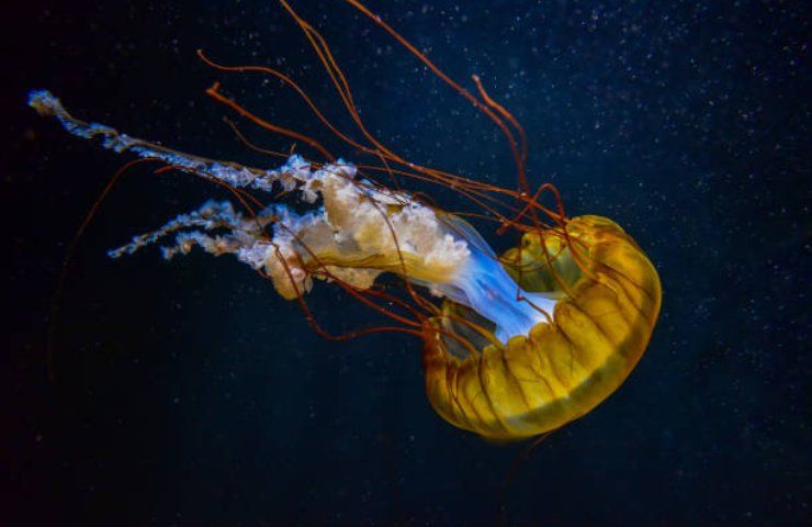 meduse da mangiare