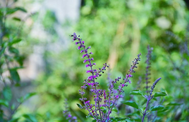 Fiori di basilico greco