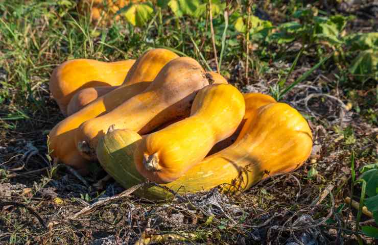 Zucca violina